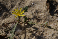 Launaea sarmentosa